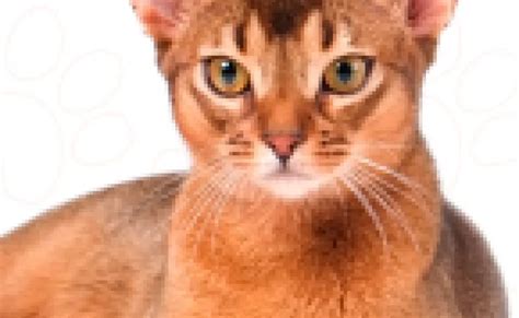  A Lenda de Don Gato: O Felino Cativante que Ensinou a Importância da Esperança