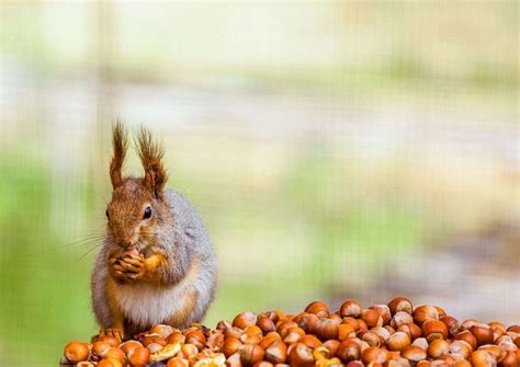 Does Bike Riding Build Glutes? And Why Do Squirrels Love Acorns?