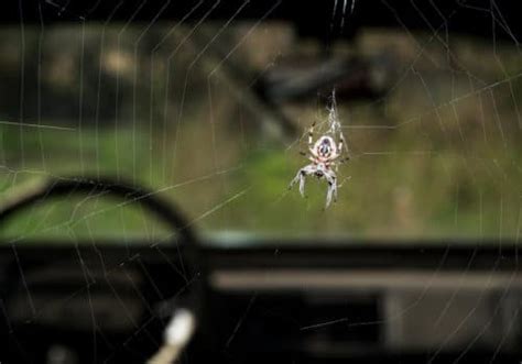 How Do Spiders Get in Your Car? And Why Do They Always Seem to Know Where You're Going?